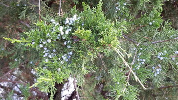 Borókák a kertben – örökzöldek, amelyek túléltek korokat és divatokat