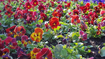 Az árvácska kettős élete – miért virágzik télen is, és meddig bírja a fagyot?