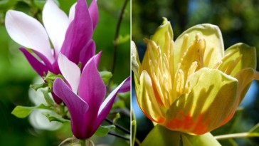 Liliomfa vs. tulipánfa: mi a különbség?