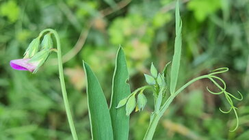Borzas lednek, a veszélyes szükségtáplálék