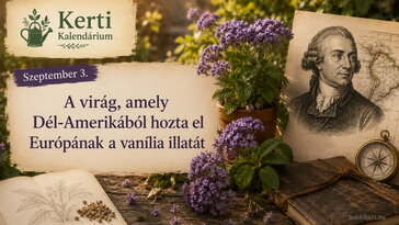 Szeptember 3. A virág, amely Dél-Amerikából hozta el Európának a vanília illatát