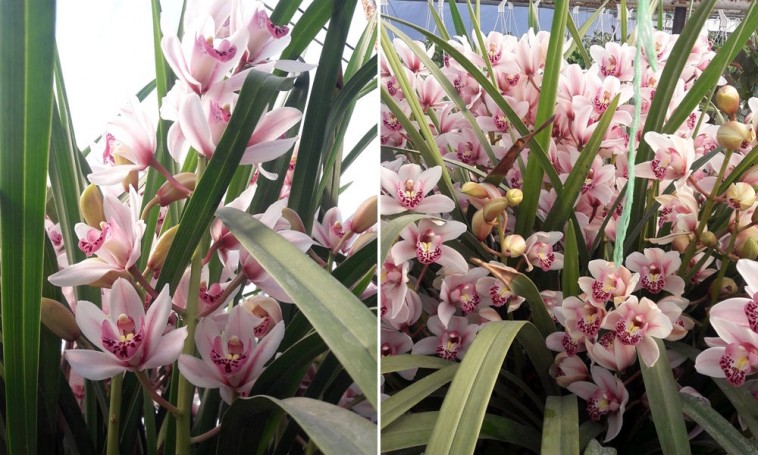 56 virág pompázik egyszerre egyetlen tő orchideán