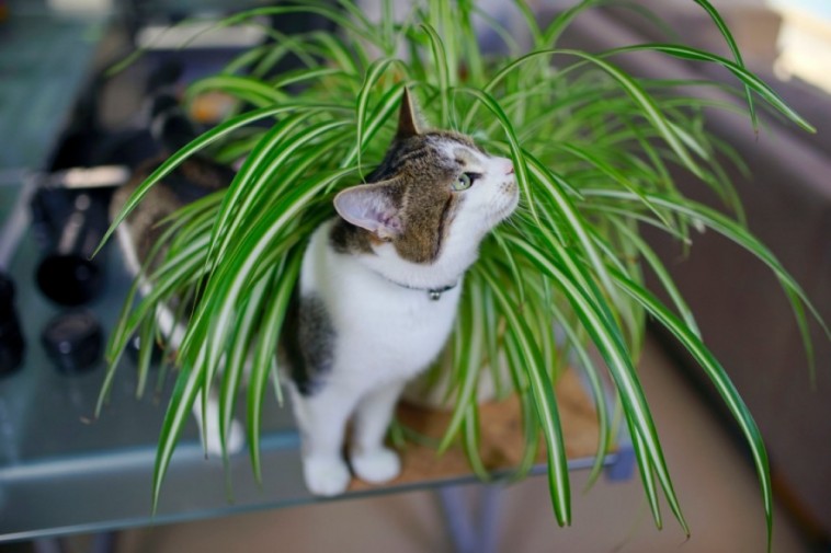 Ez a szobanövény feldobja a macskákat