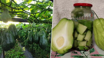 Fermentált és savanyított chayote – különlegességek egy hazai kiskertből