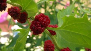 Eperspenót: bogyója és levele is ehető