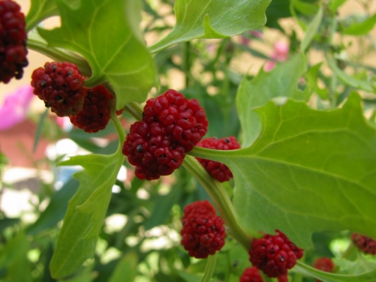 Eperspenót: bogyója és levele is ehető