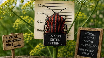 Piros-fekete „rabruhás” poloska ül a kapron? Feltűnőbb már nem is lehetne