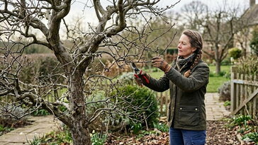 A naspolya metszése: hogyan nyúljunk hozzá úgy, hogy ne a termést ritkítsuk le véletlenül?
