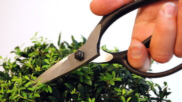 A bonsai nem felejt: egy rossz vágás évekig látszik – ezért ennyire izgalmas az Okatsune 201