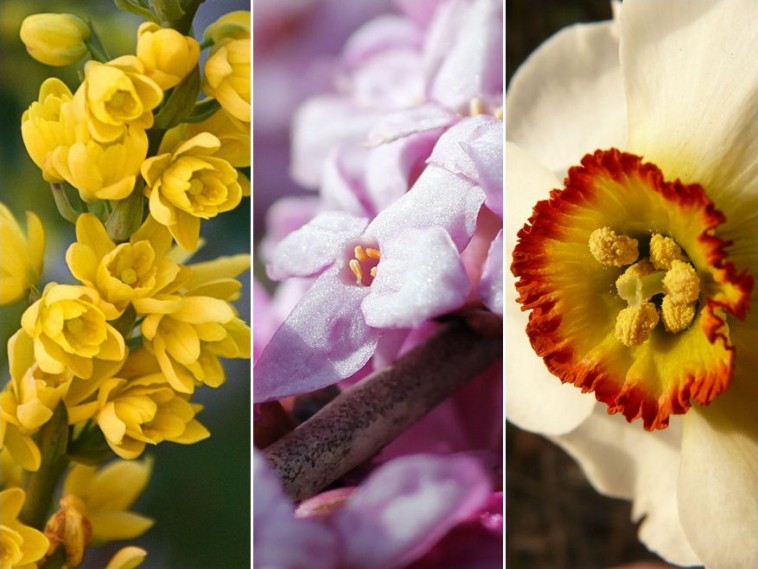 Öt illatos növény a februári napok egykedvűsége ellen