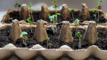 Jó ötlet vagy kertészeti legenda? – Palántanevelés WC-papír gurigában és tojástartóban