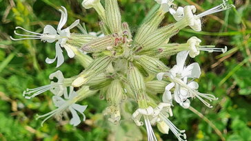 Ragadós mécsvirág, a szegfűből lett légypapír