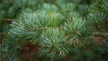 Japán fehérfenyő – amikor a lassúság erény