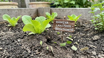 Hangyák költöztek a magaságyásba: ki kell őket lakoltatni?