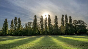 Nyárfák – a szelek festői és a táj letisztult óriásai