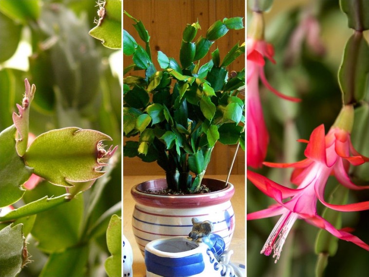 A karácsonyi kaktusz átültetése: hogyan és mikor kerítsünk sort rá?