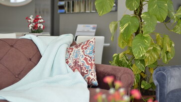 A növény, amelyik mindig akkor szomjazik, amikor épp elmész otthonról – avagy a szobanövények hatodik érzéke