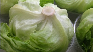 Így neveljünk új növényt a saláta szármaradványából