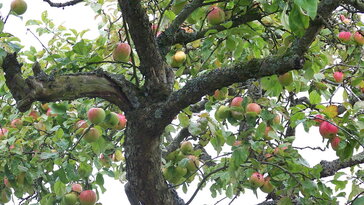 Öreg gyümölcsfák: mikor érdemes megmenteni, mikor elengedni?