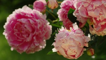 Pünkösdi és bazsarózsa: tányérnyi virágok a kertben
