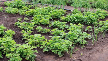 A műtrágya nem csodaszer – csak gyorsétterem a növénynek