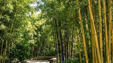 Amikor a kert susogni kezd – A Phyllostachys bambuszok világa