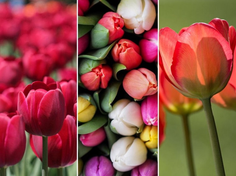 Most még nem késő tulipánt ültetni