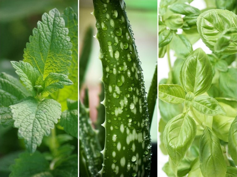 5 bent is nevelhető növény, amely gyógyít – hányat ismersz közülük?