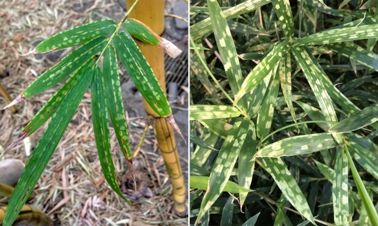 Bambuszatka: egy ázsiai faj, amely a bambuszainkon szívogat