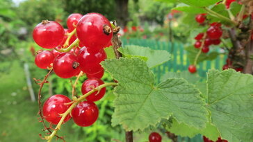 Ribiszkék a kertben – több, mint savanyú bogyó