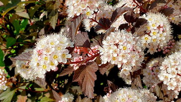 Hólyagvessző – a kert színváltó bohémje mindig tud valami újat mutatni