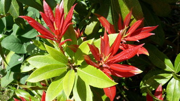 Babérhanga – az örökzöld, amely tavasszal lángra kap