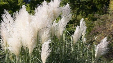 Miért nem szabad novemberben levágni a díszfüveket? – A kert téli kabátja, amit kár lenne levetni