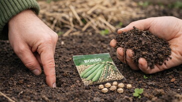 Hideg a föld? Így ellenőrizd egyszerűen, vethető-e már a borsó