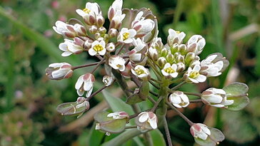 A galléros tarsóka magvait az esőcseppek lövik ki
