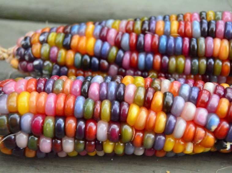 Csillogó gyöngyszemek a kukoricacsövön – a szivárvány minden színében!