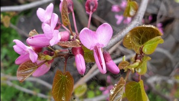 A júdásfa virágai és zsenge termései is különleges csemegének számítanak