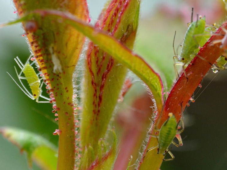 7 rovar, ami a kertünk életére tör