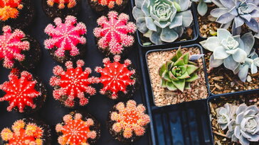 Ez a piros kaktusz nem festett – hanem trükkös: mi történik valójában?