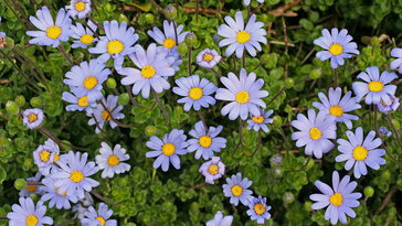 Fokföldi kékmargitvirág – a napsütés kék szemű kedvence