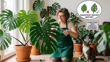 Miért vannak lyukak a monstera levelén – és miért jók neki?