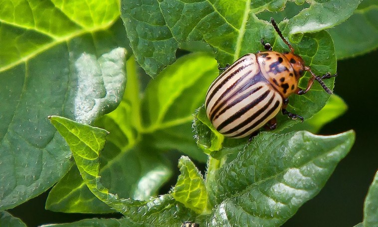 Burgonyabogár a kertben: rendkívül fontos a megelőzés