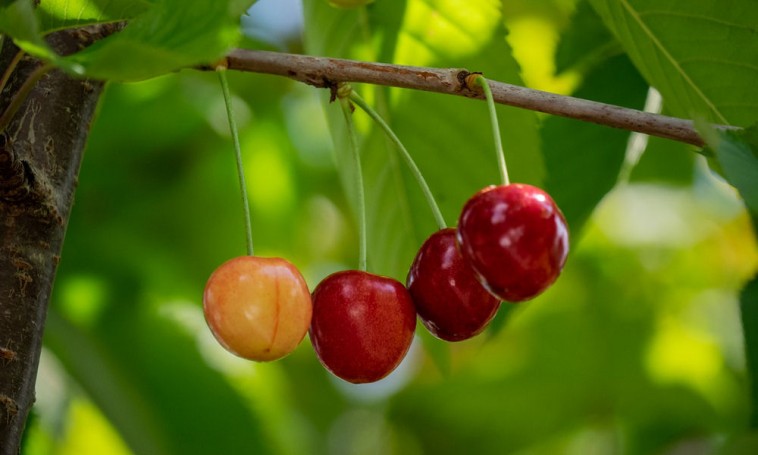 10 tennivaló a gyümölcsöskertben júliusban, amely elősegíti a bőséges szüretet