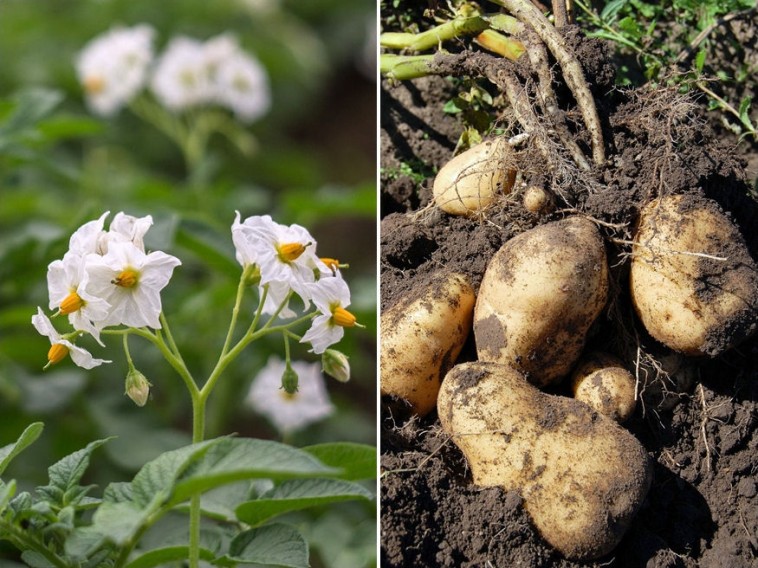 Burgonya növénytársításban, avagy milyen környezetet kedvel a kertben a krumpli?