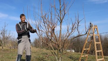 Szeretnél idén sok kákit? Videón a datolyaszilva tavaszi metszése!