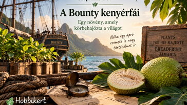 Szeptember 9. A hajó, amelyből úszó kert lett: a Bounty kenyérfái