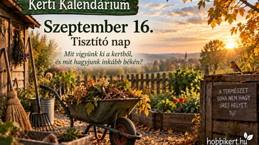 Szeptember 16. Tisztító nap: mit vigyünk ki a kertből, és mit hagyjunk inkább békén?