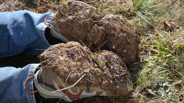 Miért válik a kertész cipője légtalpassá – és mit árul el a kerted talajáról?