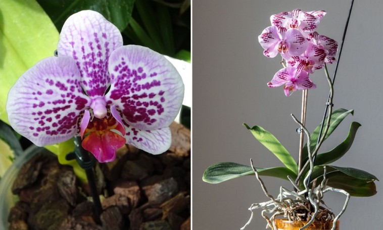 Hogyan tápoldatozzuk megfelelően az orchideát?