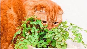 Hogyan védjük meg a szobanövényeket a macskától?